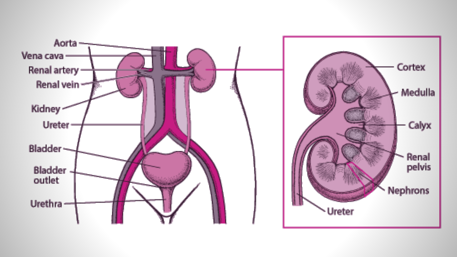 Urinary Tract Infection (UTI): Causes, Symptoms & Treatment