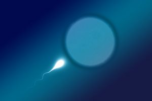 sperm vs semen